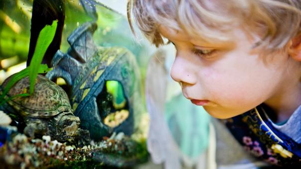 
		Ein Kind beobachtet einen Fisch im Aquarium
	